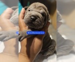 Puppy Boris Chinese Shar-Pei