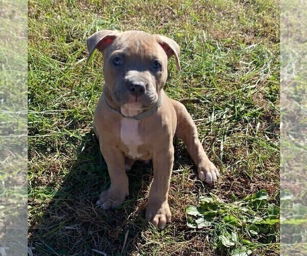 Medium Photo #3 American Pit Bull Terrier Puppy For Sale in ROSSVILLE, GA, USA