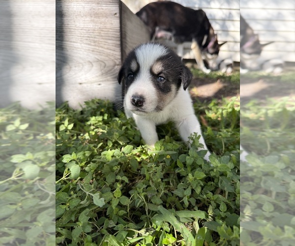 Medium Photo #18 Ausky-Great Pyrenees Mix Puppy For Sale in EDNA, TX, USA