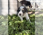 Small #17 Ausky-Great Pyrenees Mix