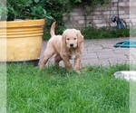 Small Photo #1 Goldendoodle Puppy For Sale in FISHERS, IN, USA