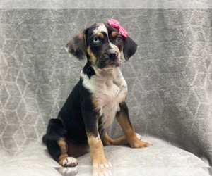 Catahoula Leopard Dog Puppy for sale in LAKELAND, FL, USA