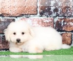 Small Photo #3 Bichon Frise Puppy For Sale in BEL AIR, MD, USA