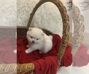 Pomeranian Puppy for sale in GLENDALE, AZ, USA