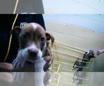 Small American Pit Bull Terrier