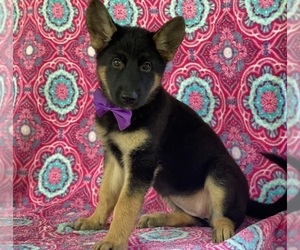 German Shepherd Dog Puppy for sale in LANCASTER, PA, USA