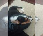 Small Photo #4 Cardigan Welsh Corgi Puppy For Sale in DENVER, CO, USA