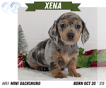 Puppy Xena Dachshund