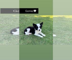 Border Collie-Unknown Mix Dogs for adoption in Paso Robles, CA, USA