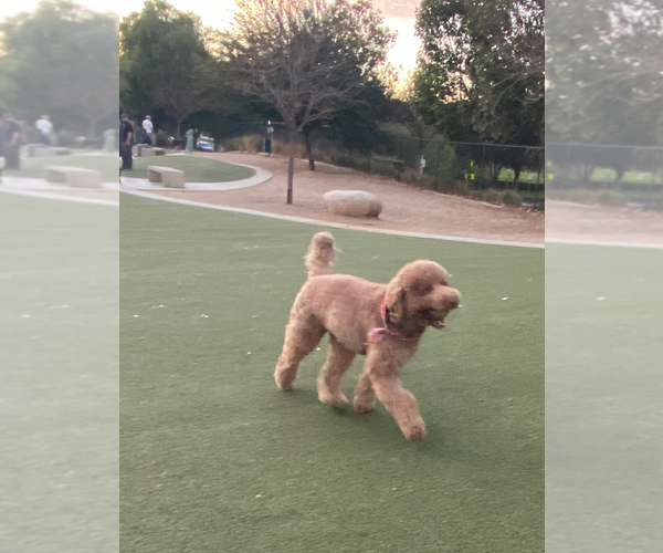 Medium Photo #1 Goldendoodle Puppy For Sale in BREA, CA, USA