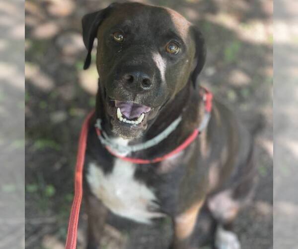 Medium Photo #1 Mutt Puppy For Sale in Yardley, PA, USA