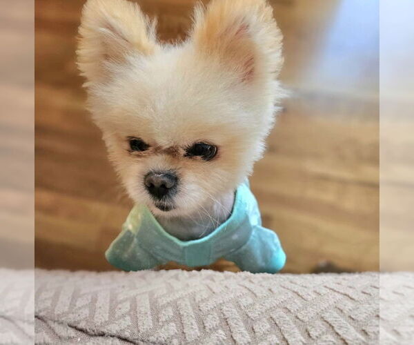 Medium Photo #6 Pomeranian Puppy For Sale in Lebanon, PA, USA