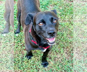 Mutt Dogs for adoption in Arlington, VA, USA