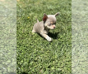 Chihuahua Puppy for sale in FINKSBURG, MD, USA