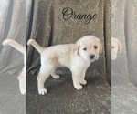 Small Photo #21 Labrador Retriever Puppy For Sale in MURRIETA, CA, USA