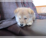 Small Photo #3 Imo-Inu Puppy For Sale in COLBY, WI, USA