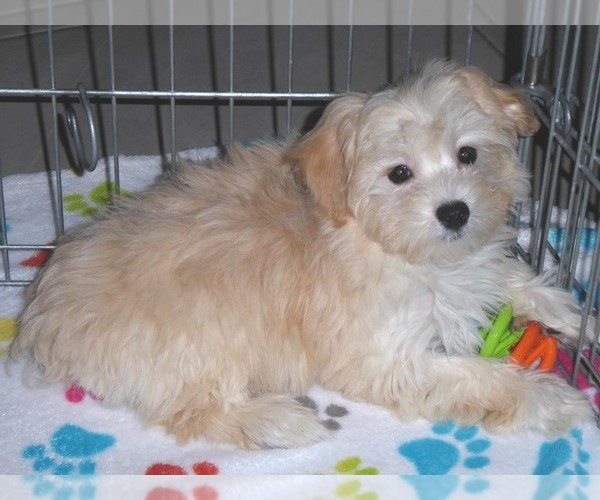 Medium Photo #10 Havanese-Poodle (Toy) Mix Puppy For Sale in ORO VALLEY, AZ, USA