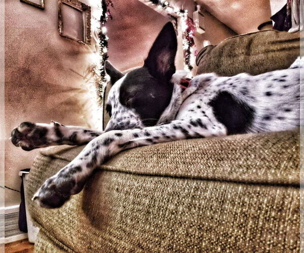 Medium Photo #5 Mutt Puppy For Sale in Lewistown, PA, USA