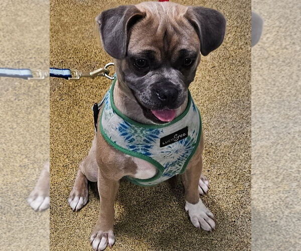 Medium Photo #5 Puggle Puppy For Sale in Missouri City, TX, USA