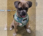 Small #4 Puggle