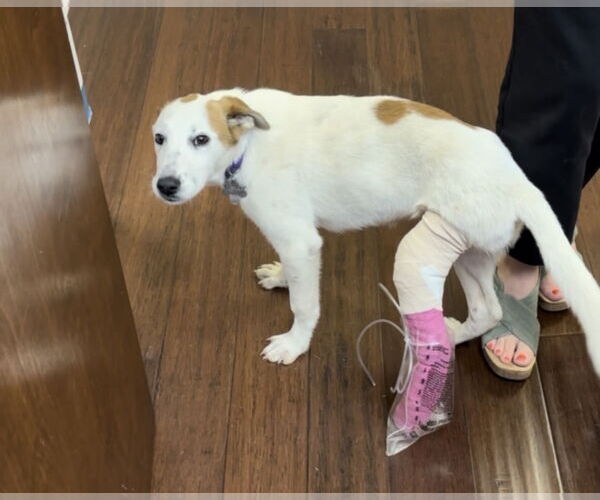 Medium Photo #3 Labrenees Puppy For Sale in Holly Springs, NC, USA