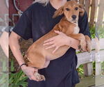 Small #1 Coonhound Mix