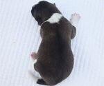 Puppy Scout Akita
