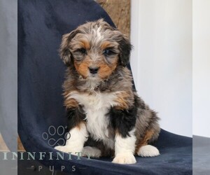 Bernedoodle (Miniature) Puppy for sale in NARVON, PA, USA
