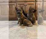 Small Photo #1 Shiba Inu Puppy For Sale in HARRODSBURG, KY, USA