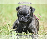 Small #3 Pug