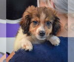 Small #1 Australian Shepherd Mix