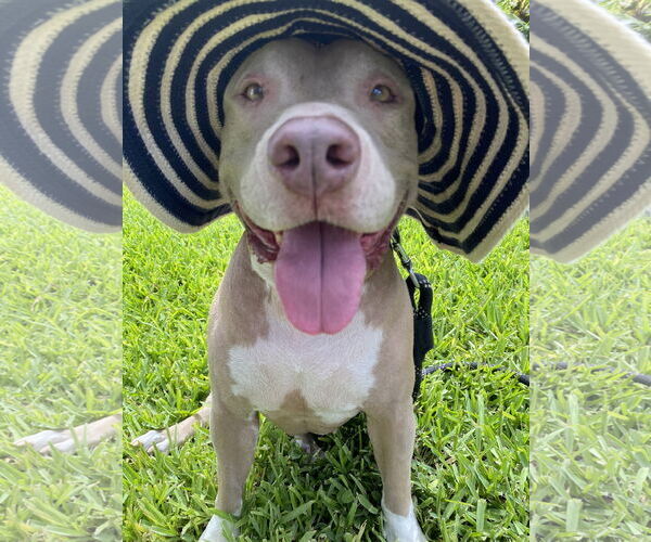 Medium Photo #3 Mutt Puppy For Sale in Miami, FL, USA