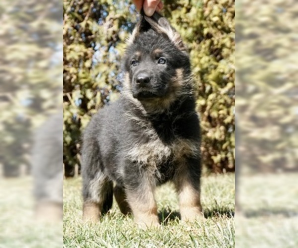 Medium Photo #1 German Shepherd Dog Puppy For Sale in NAPPANEE, IN, USA