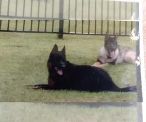 Mother of the German Shepherd Dog puppies born on 05/23/2019