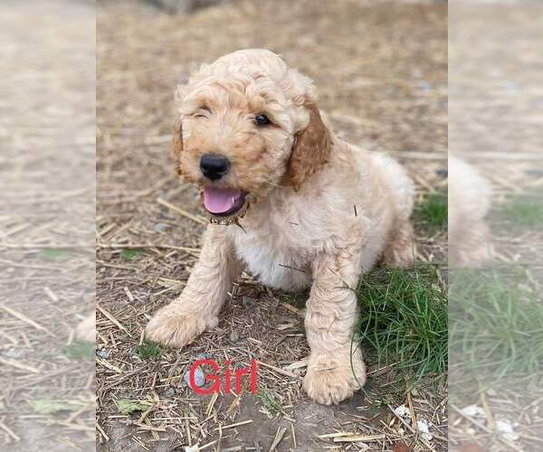 Medium Photo #4 Goldendoodle Puppy For Sale in DUFF, TN, USA