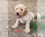 Small Photo #4 Goldendoodle Puppy For Sale in DUFF, TN, USA