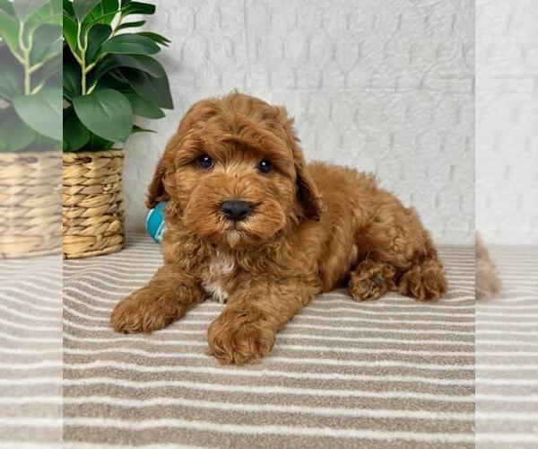 Medium Photo #5 Cavapoo Puppy For Sale in GREENFIELD, IN, USA