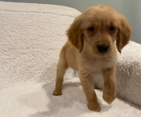 Medium Photo #12 Golden Retriever Puppy For Sale in RICHMOND, MI, USA