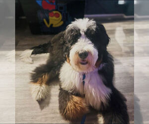 Father of the Bernedoodle puppies born on 01/05/2026
