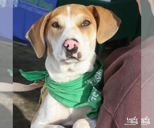 Mutt Dogs for adoption in Washington, DC, USA