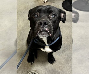 Boxer-Unknown Mix Dogs for adoption in Forestville, MD, USA