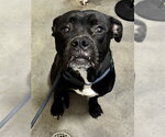 Small Boxer Mix