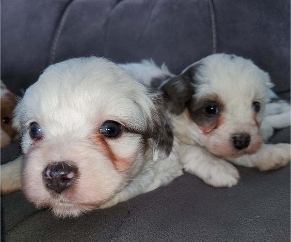Medium Photo #13 Bernedoodle (Miniature) Puppy For Sale in LEETONIA, OH, USA