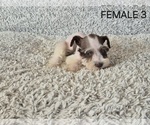 Puppy FEMALE Schnauzer (Miniature)