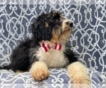 Small Photo #3 Miniature Bernedoodle Puppy For Sale in LAKELAND, FL, USA