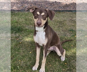 Labrador Retriever-Unknown Mix Dogs for adoption in Lakewood, CO, USA
