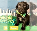 Small Photo #3 Spaniel-Unknown Mix Puppy For Sale in Hillsboro, MO, USA