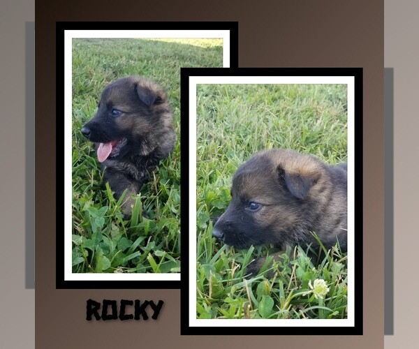 Medium Photo #1 German Shepherd Dog Puppy For Sale in BROOKFIELD, MO, USA