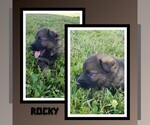 Puppy Rocky German Shepherd Dog