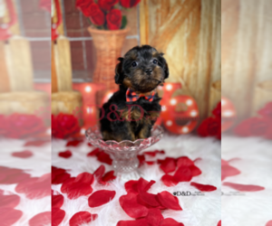 YorkiePoo Puppy for sale in RIPLEY, MS, USA